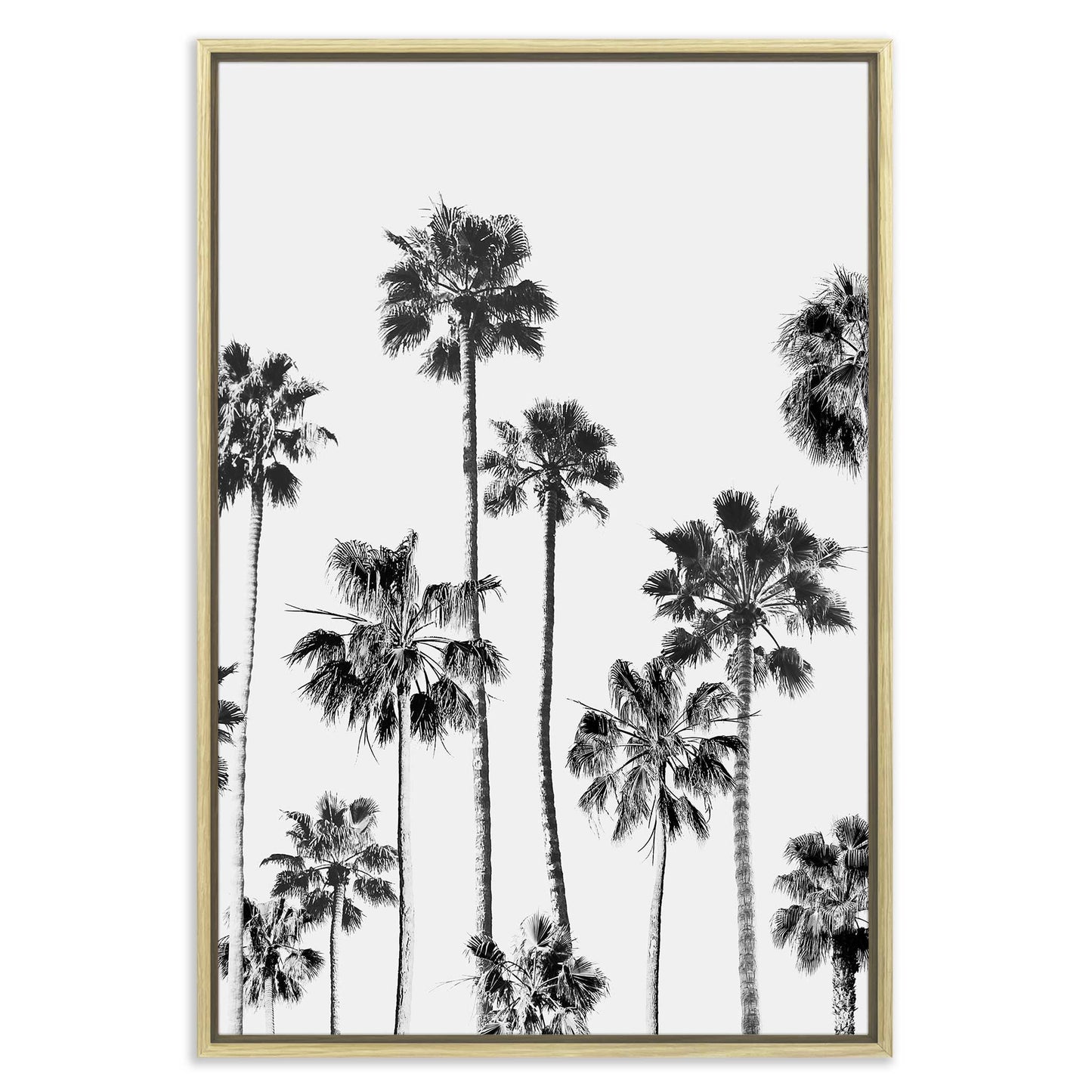 Black and White Palms 3