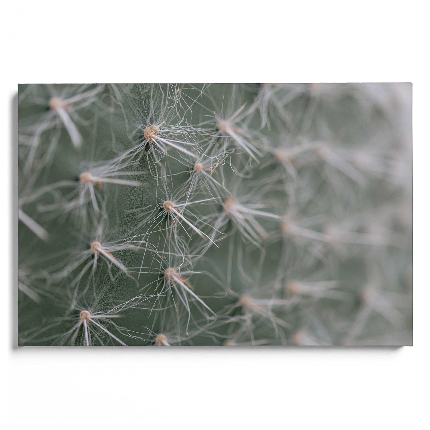 Cactus Close-Up