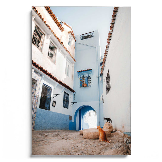 Courtyard Cats of Marrakech