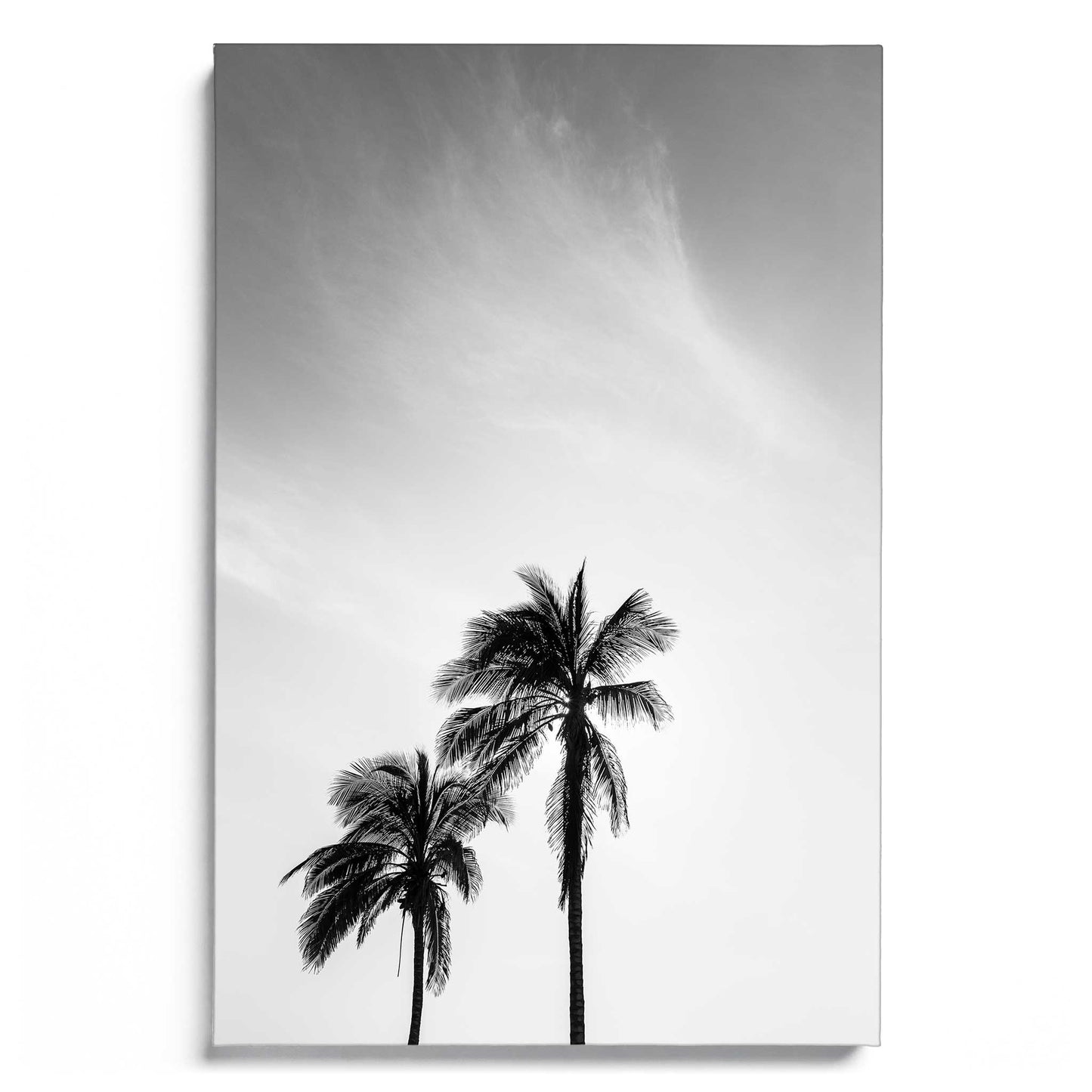 Palm Tree in Jeddah