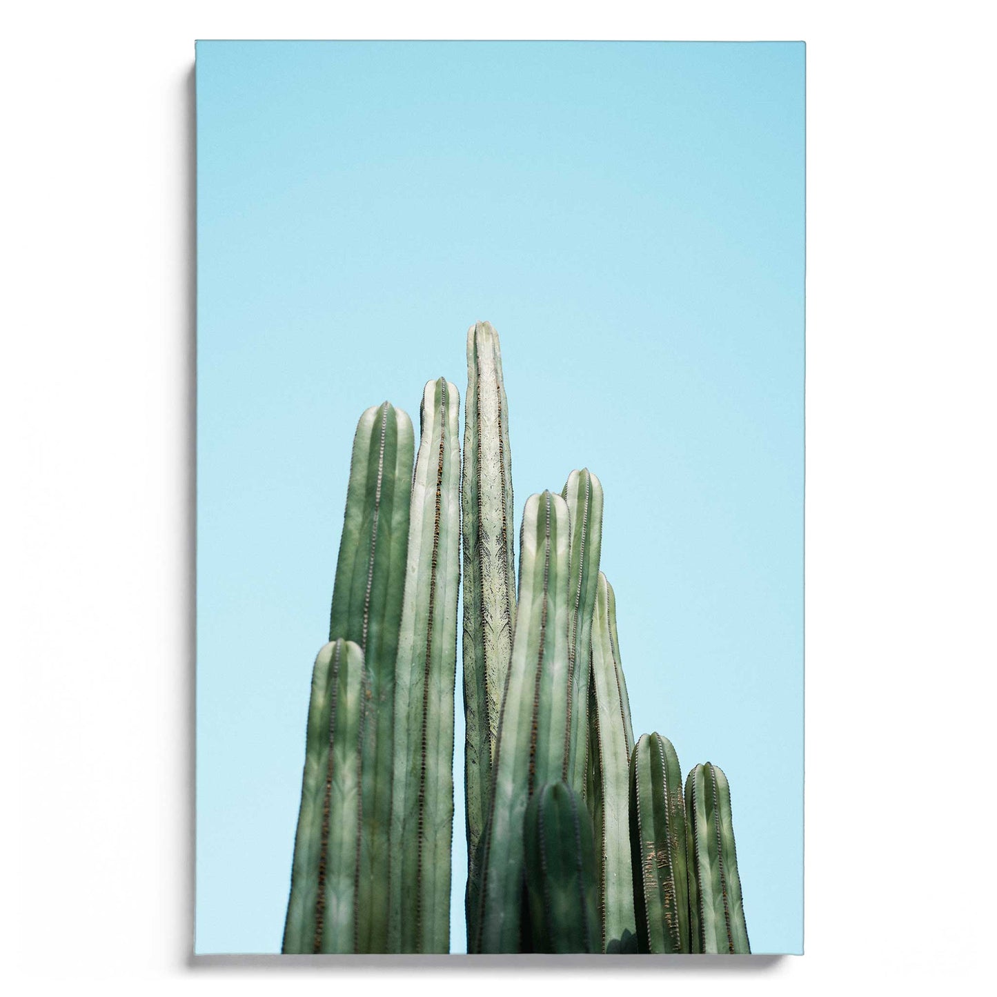 Tall Cacti