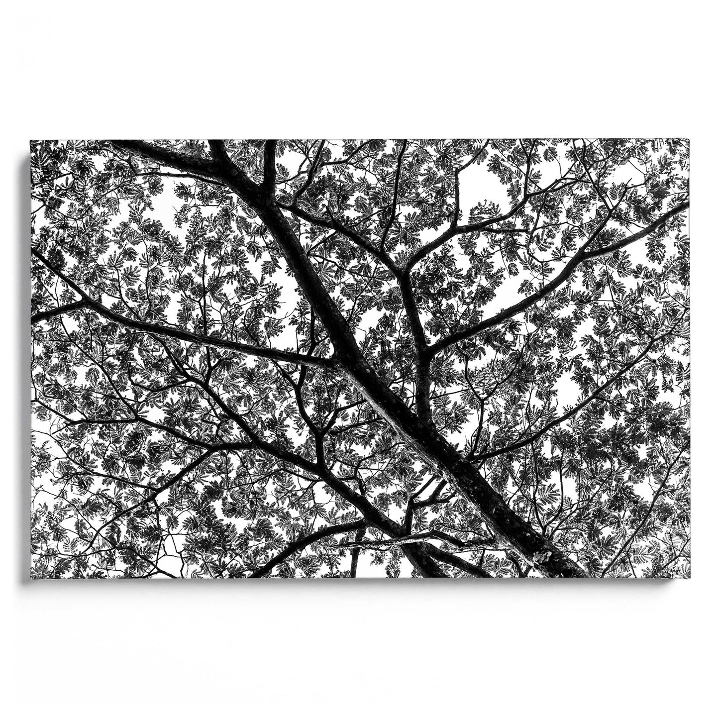 African Tree