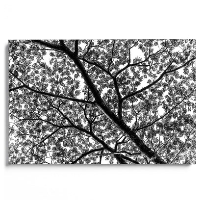 African Tree