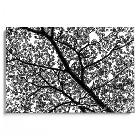 African Tree