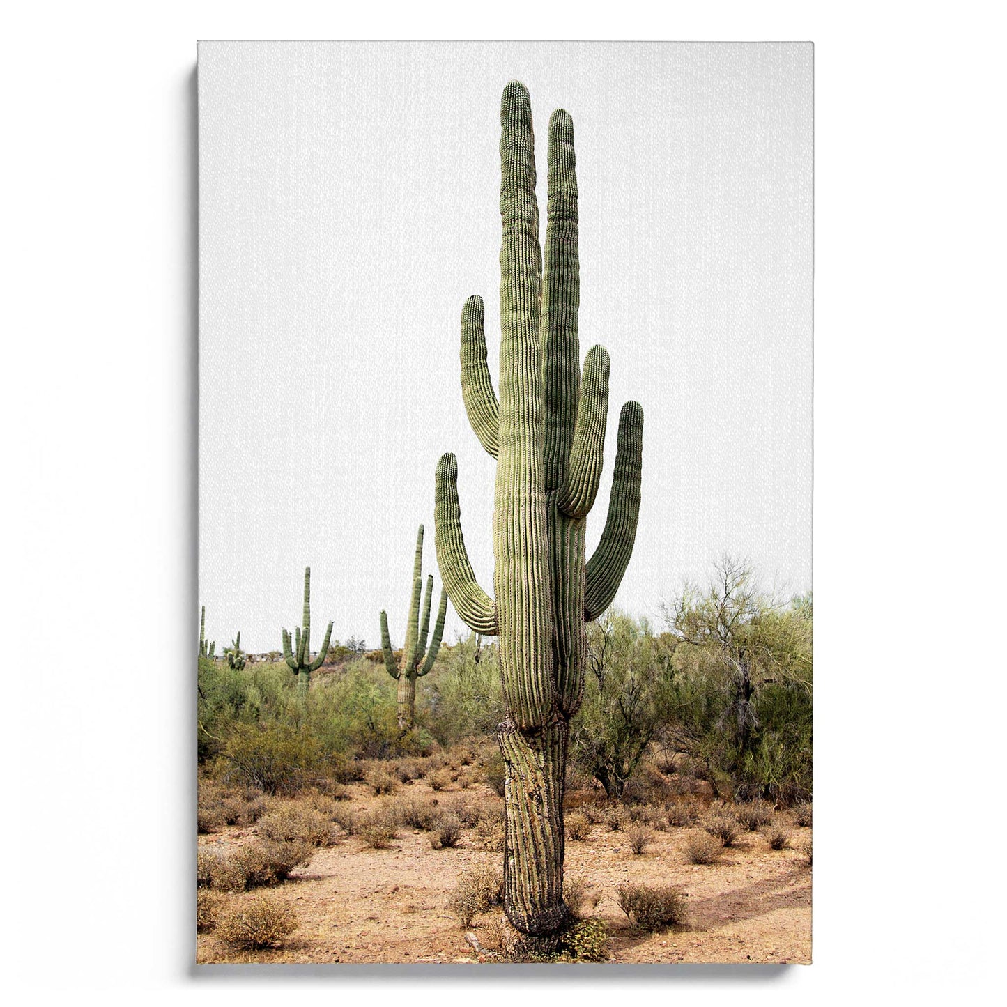 Arizona Cactus
