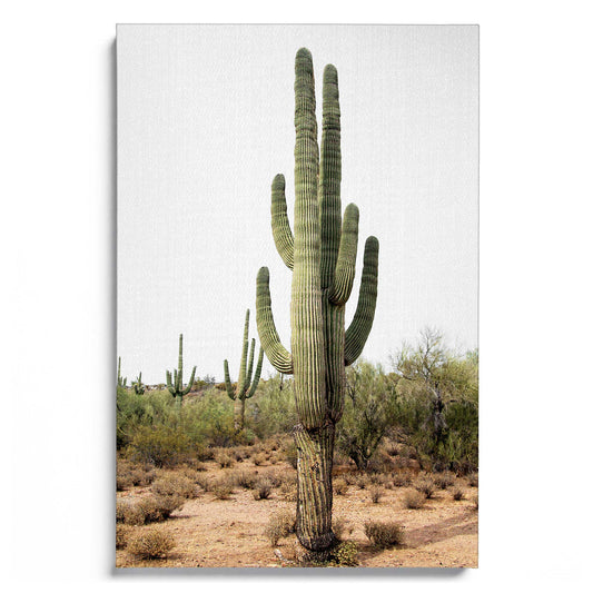Arizona Cactus