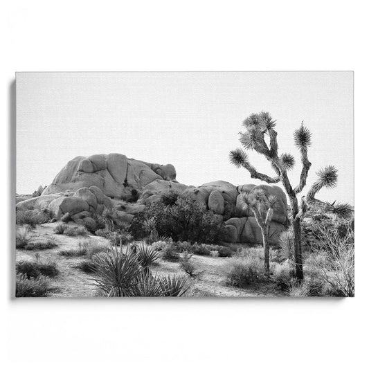 Arizona Desert