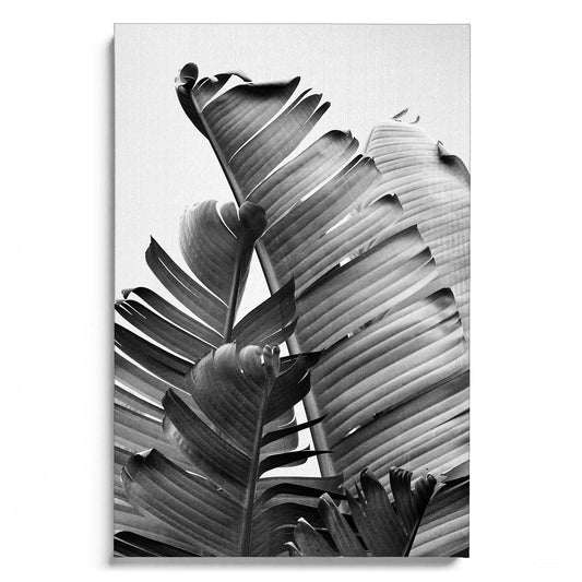 Banana Leaves B&W