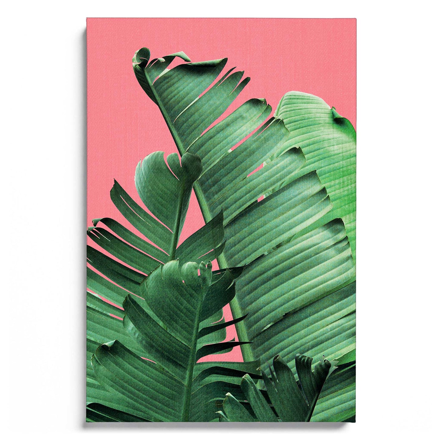 Banana Leaves in Pink