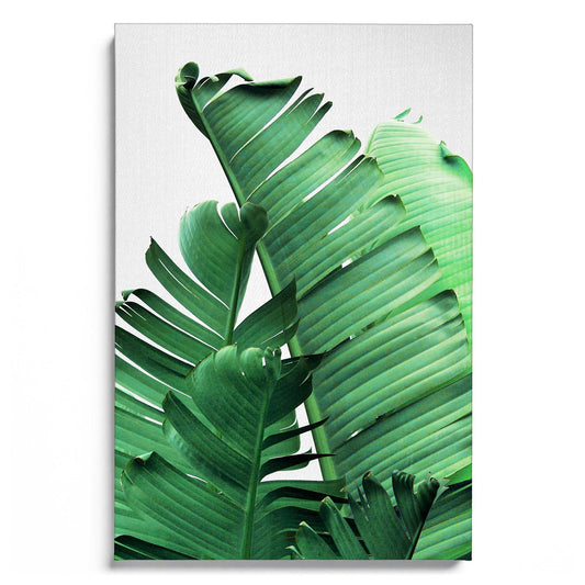 Banana Leaves