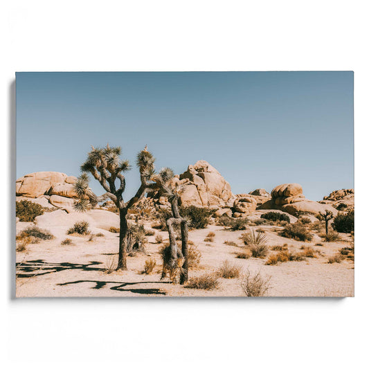 Barren Beauty