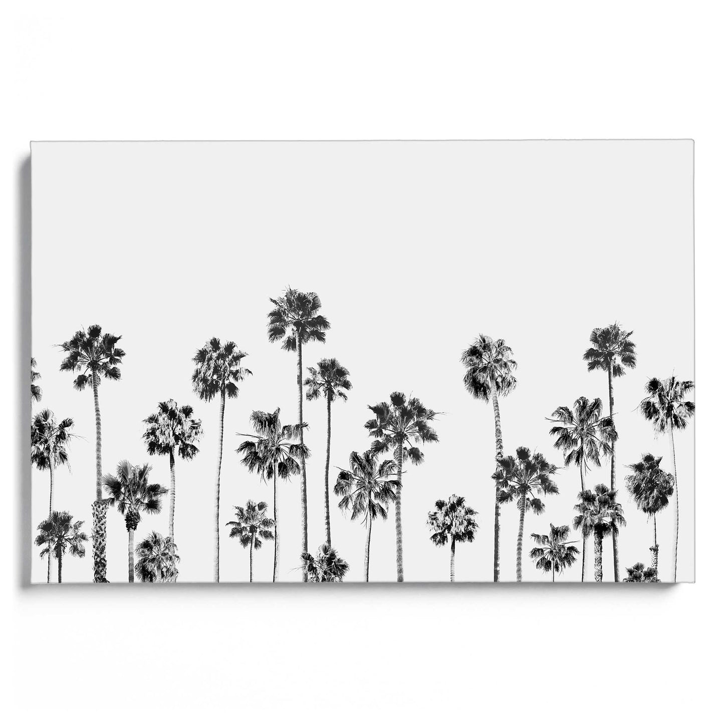 Black and White Palms 2