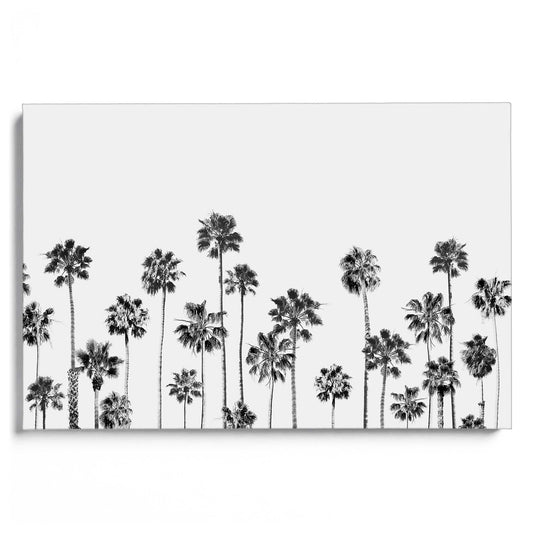 Black and White Palms 2