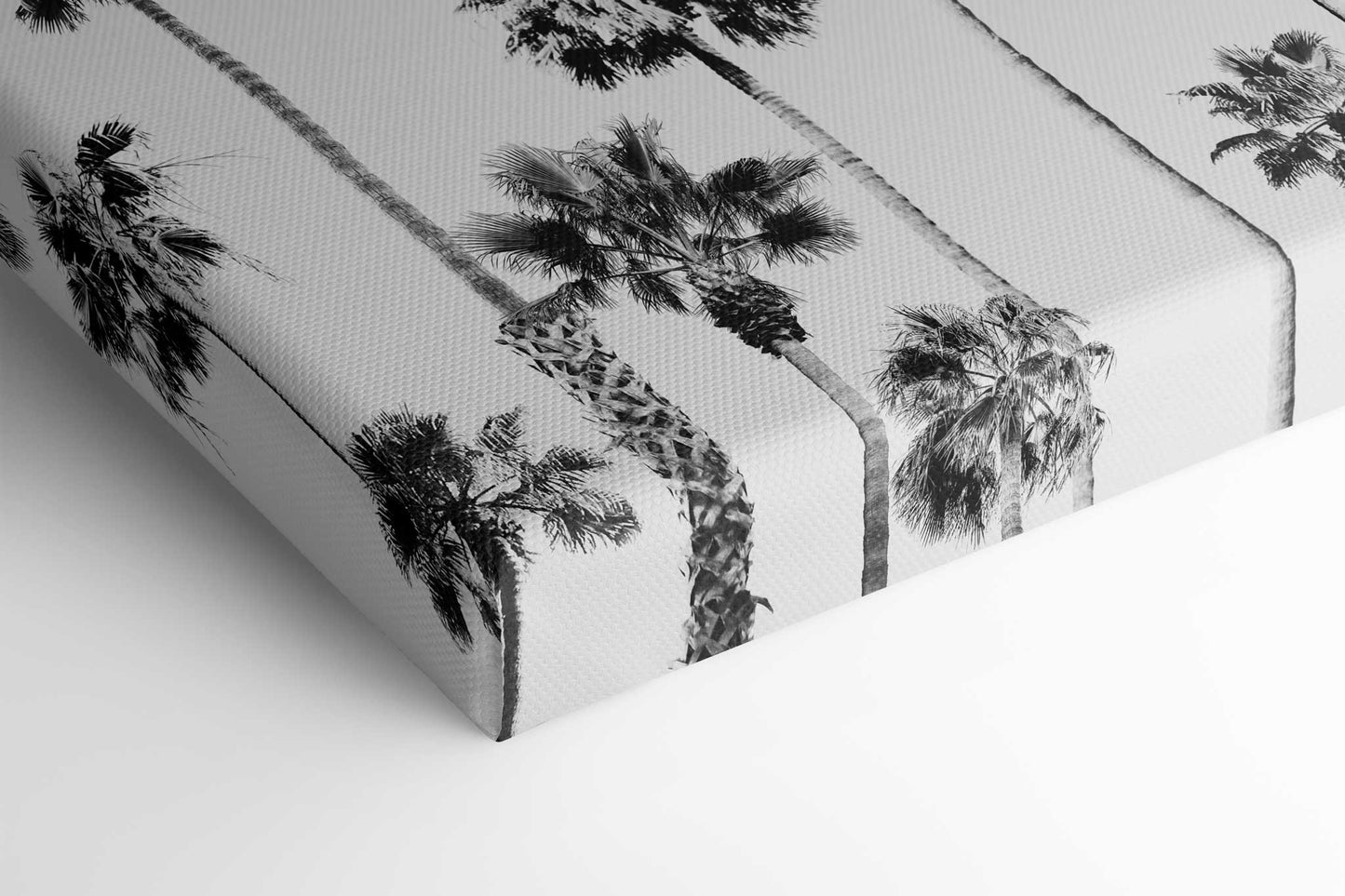 Black and White Palms 2