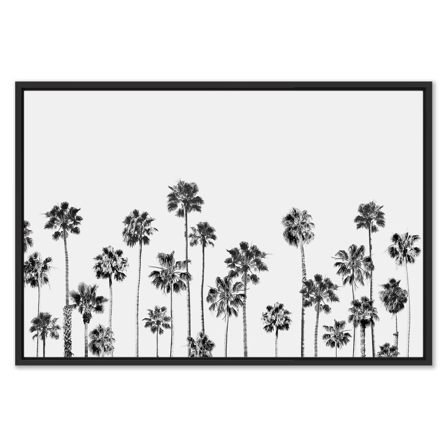 Black and White Palms 2