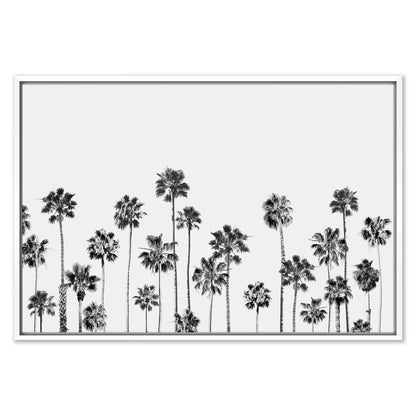 Black and White Palms 2