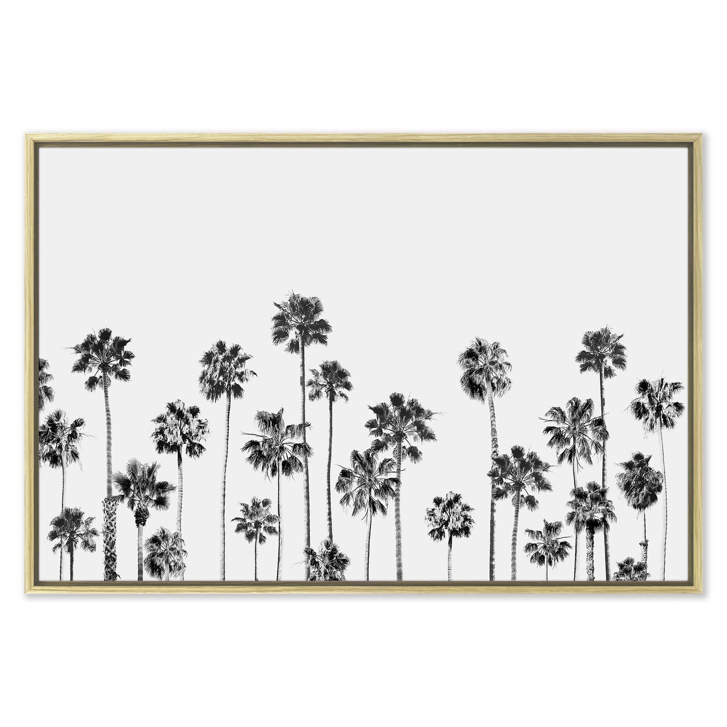 Black and White Palms 2