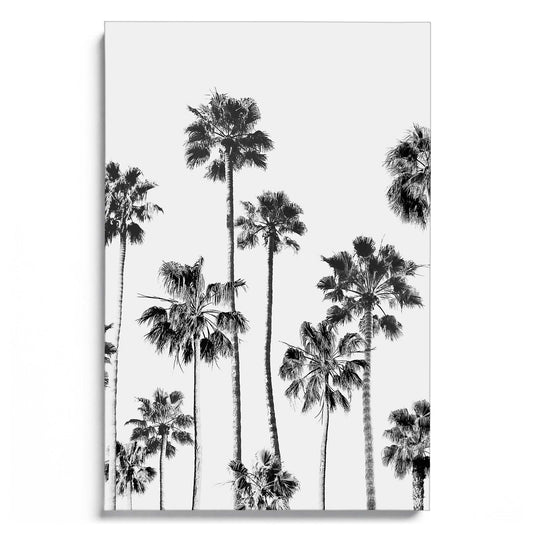 Black and White Palms 3
