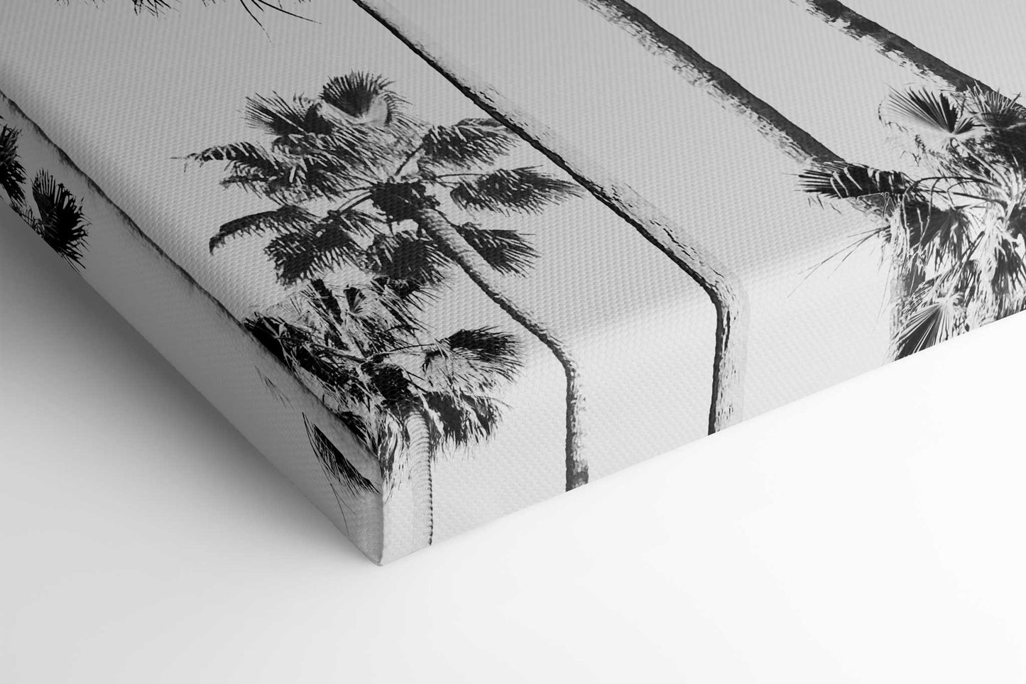Black and White Palms 3