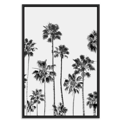 Black and White Palms 3