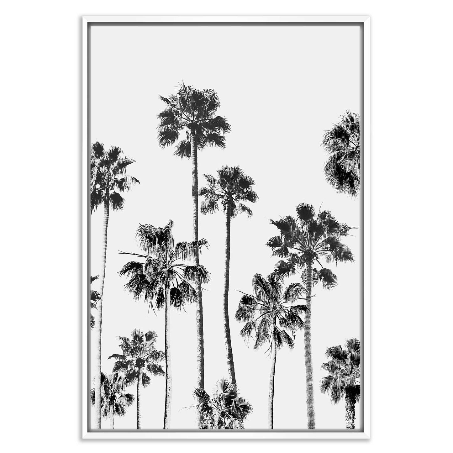 Black and White Palms 3