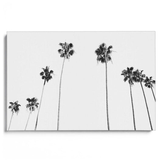 Black-and-White-Palms