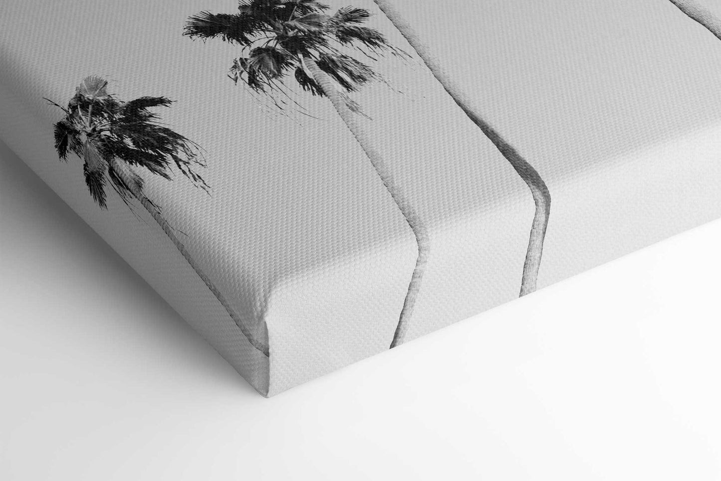Black-and-White-Palms