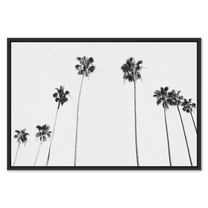 Black and White Palms