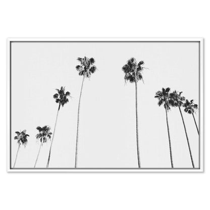 Black and White Palms