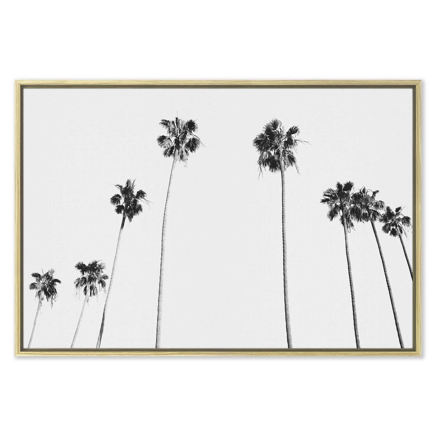 Black and White Palms