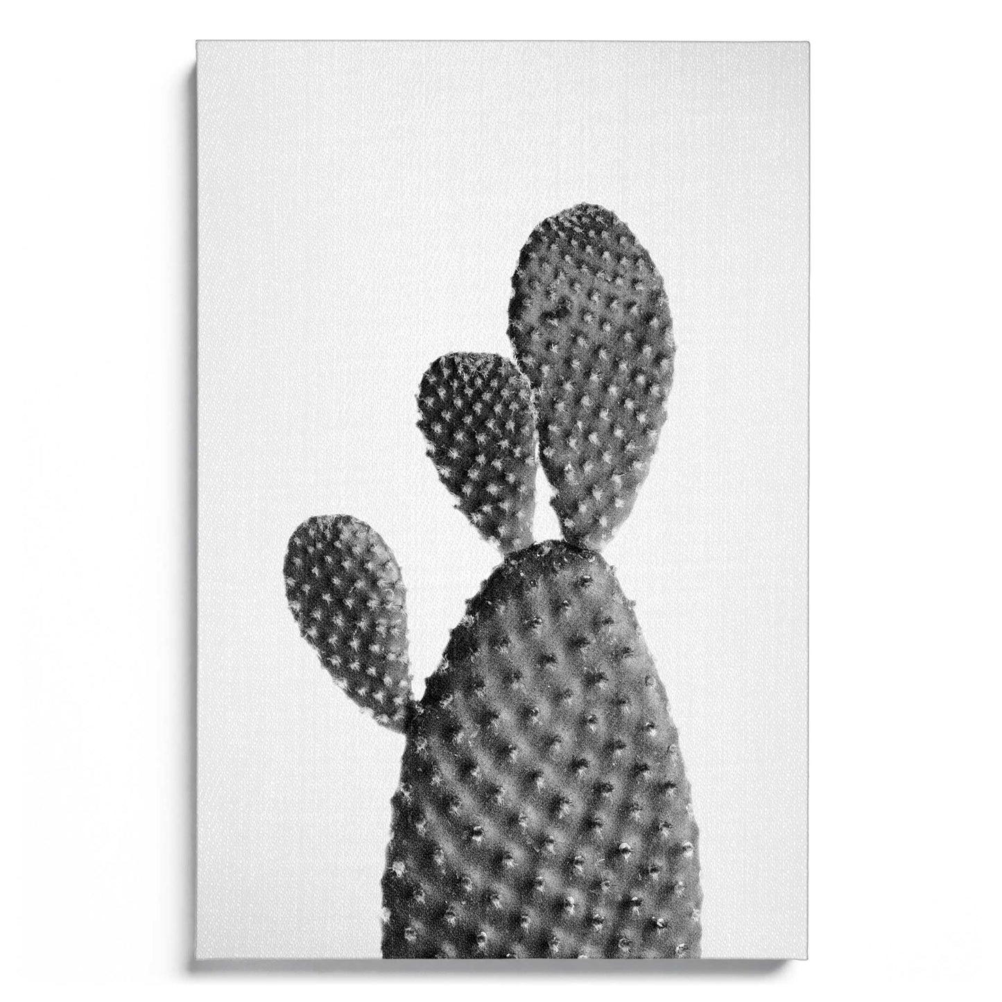Cactus 1 B&W