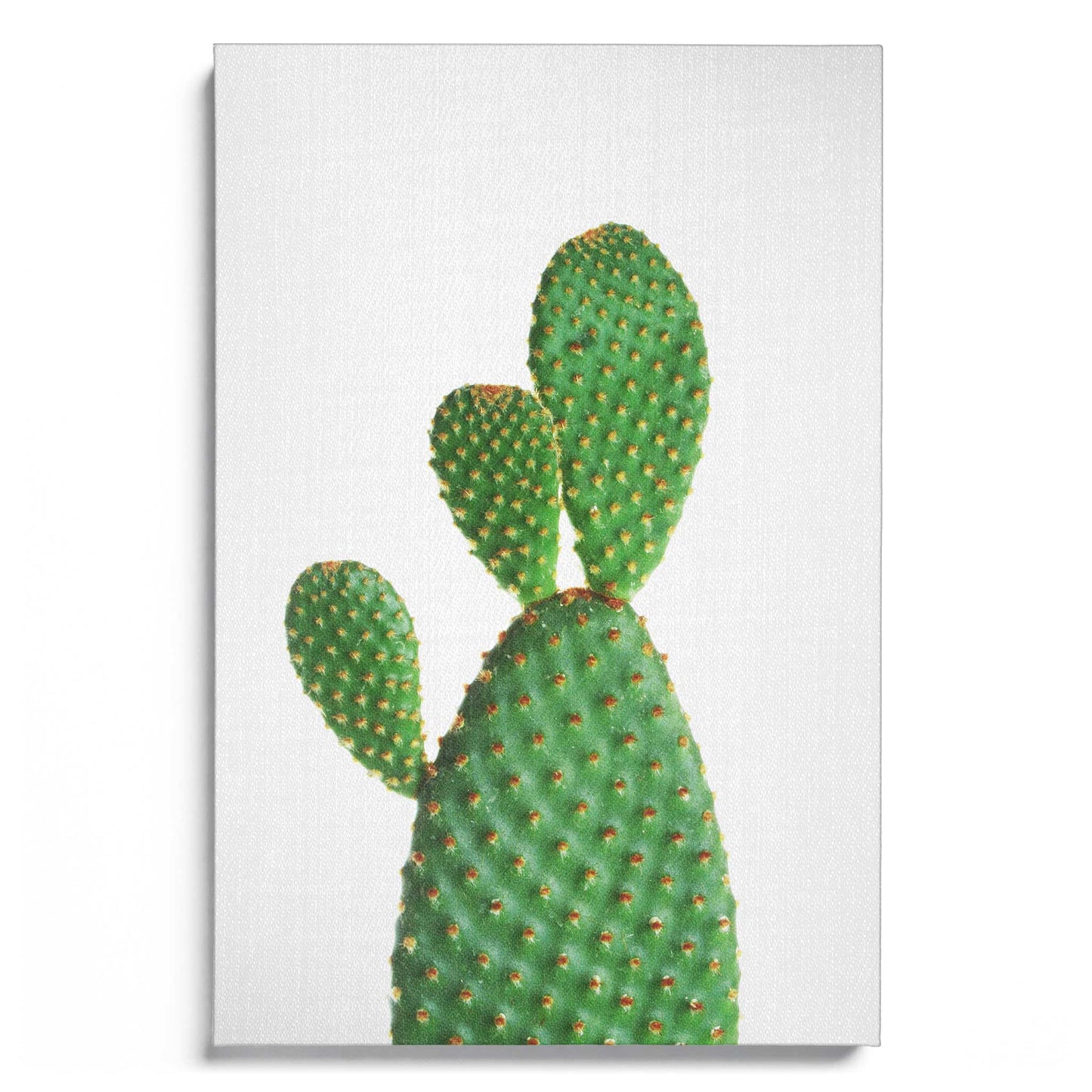 Cactus 1