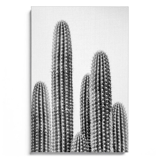 Cactus 2 B&W