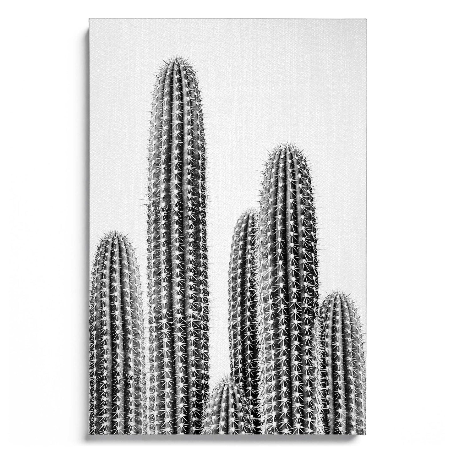 Cactus 2 B&W
