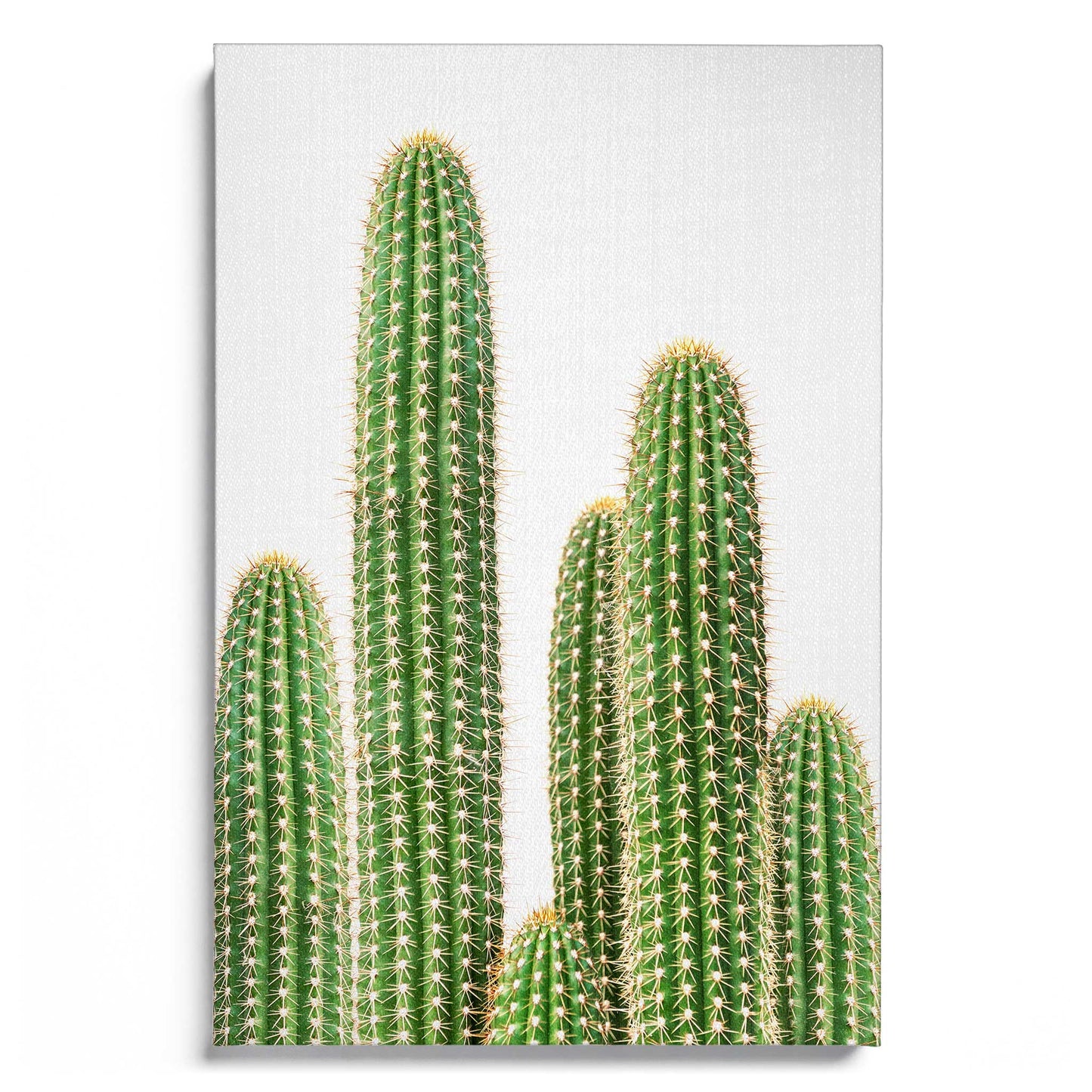 Cactus 2