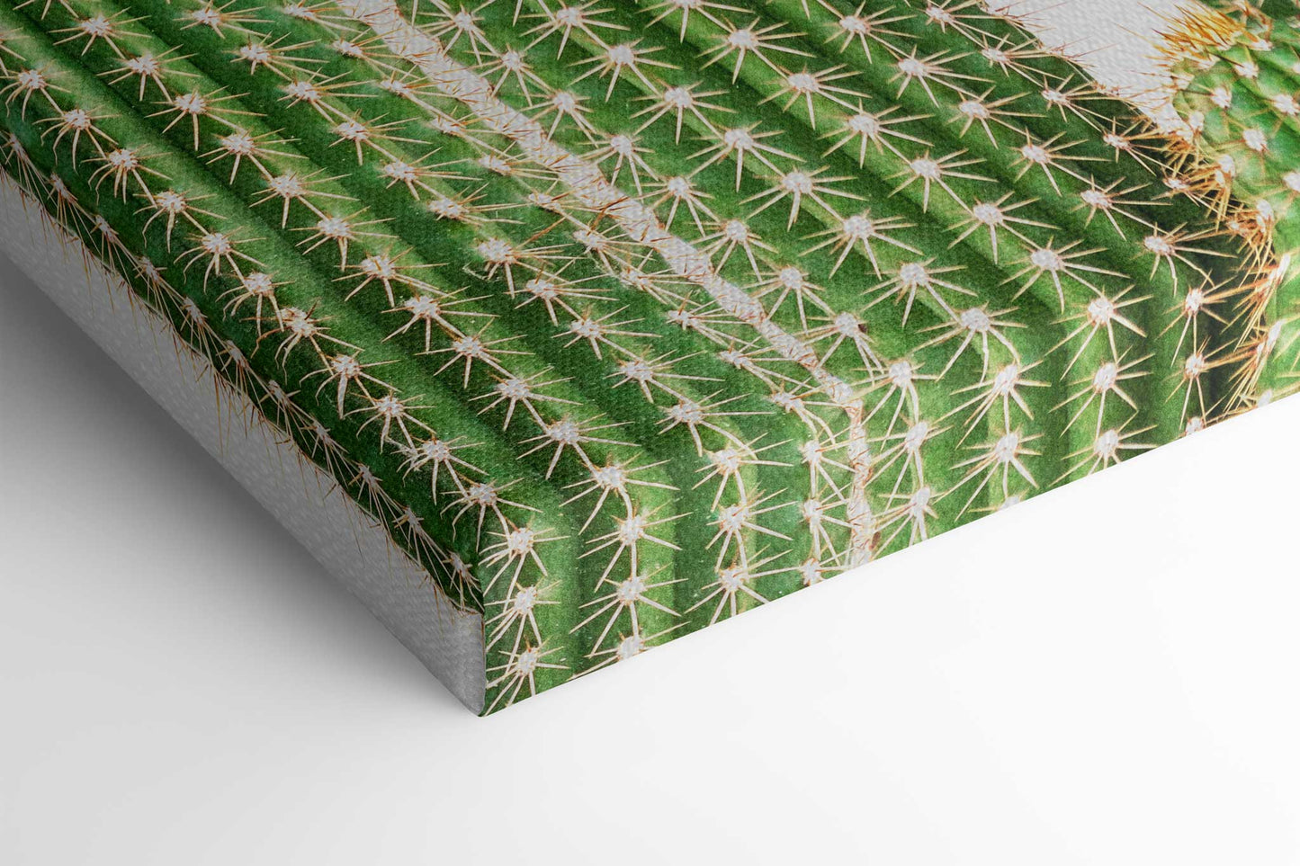 Cactus 2