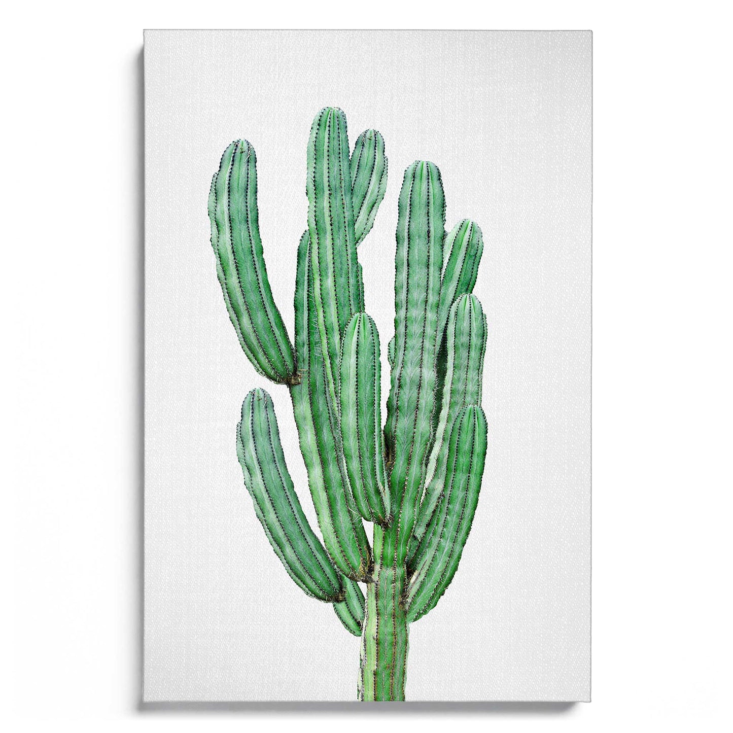 Cactus 3
