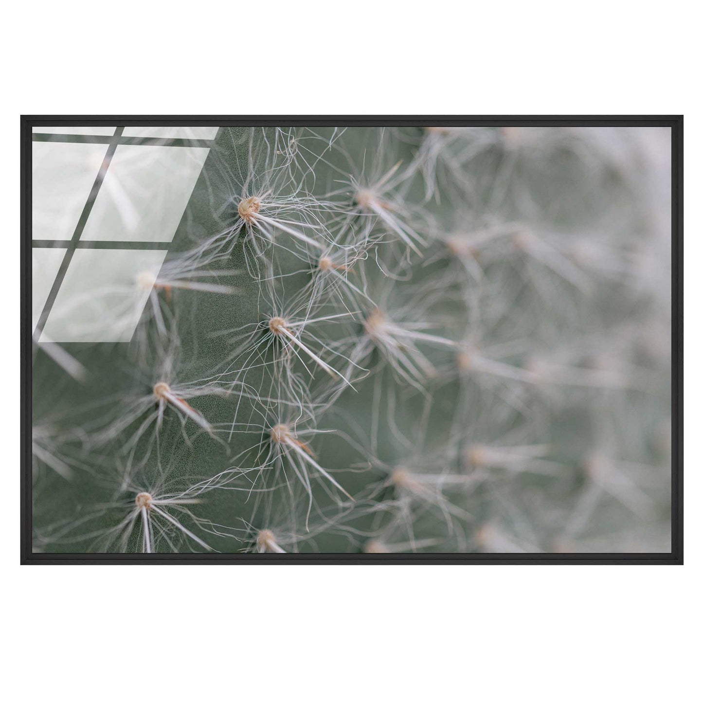 Cactus Close-Up