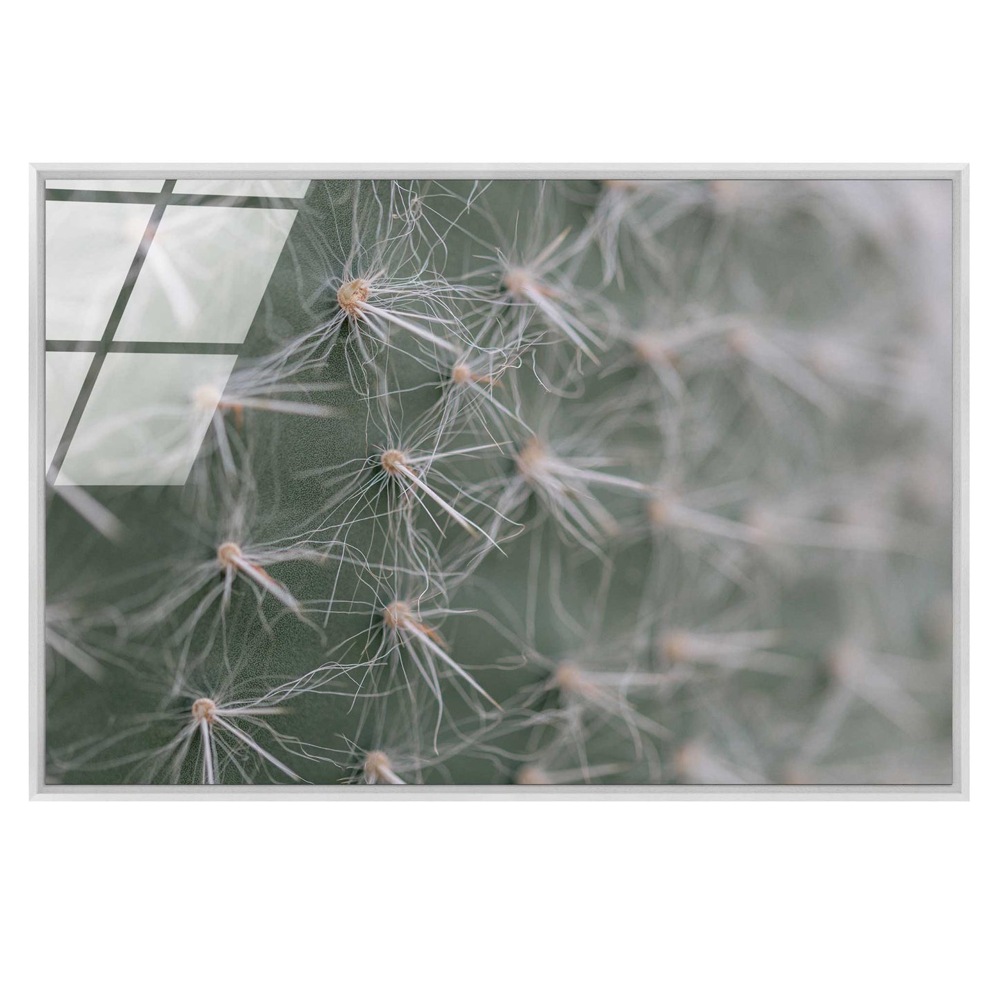 Cactus Close-Up