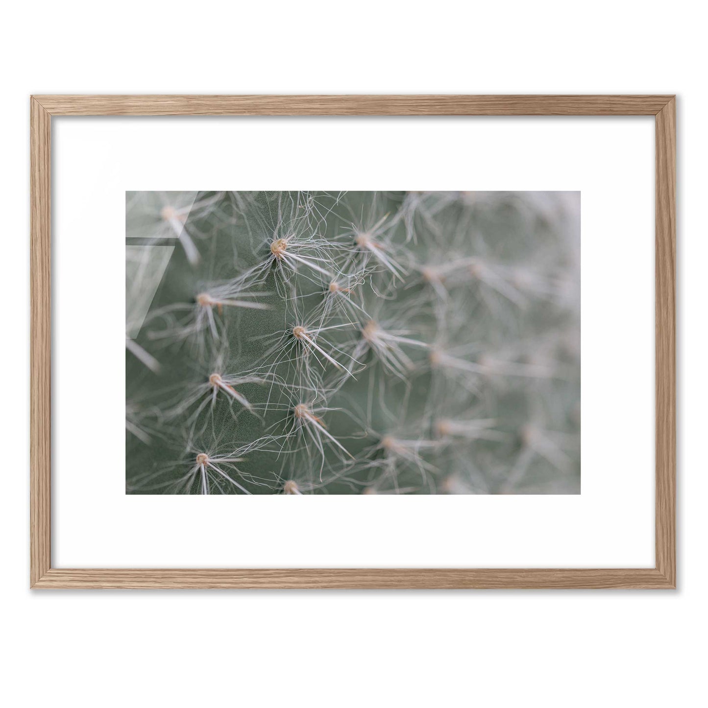 Cactus Close-Up