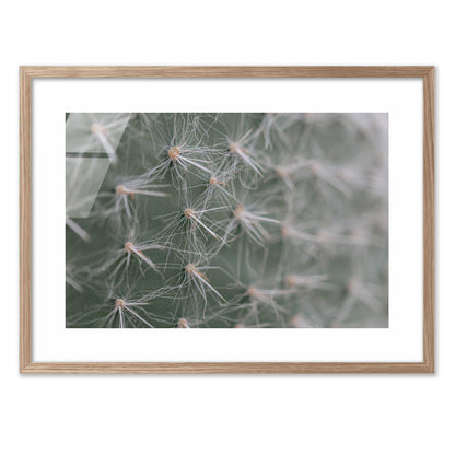 Cactus Close-Up