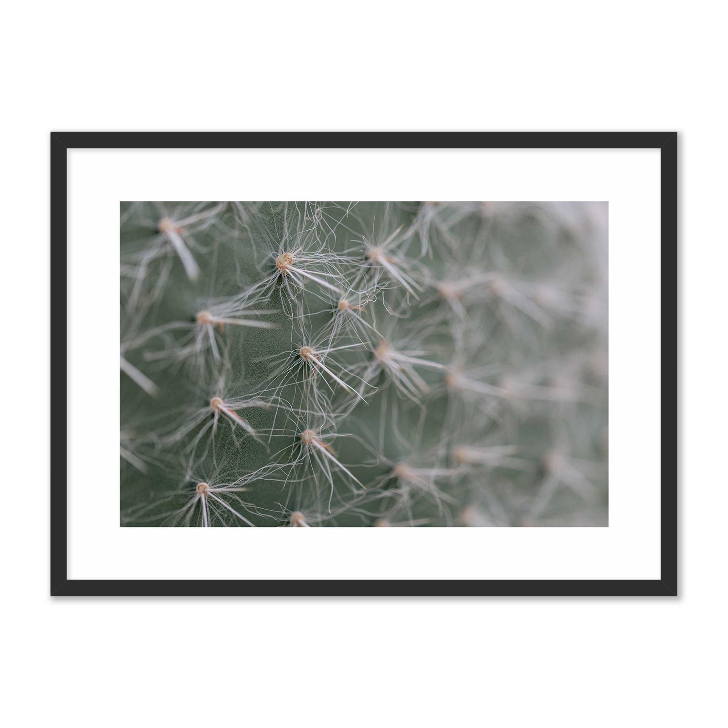 Cactus Close-Up