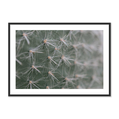 Cactus Close-Up