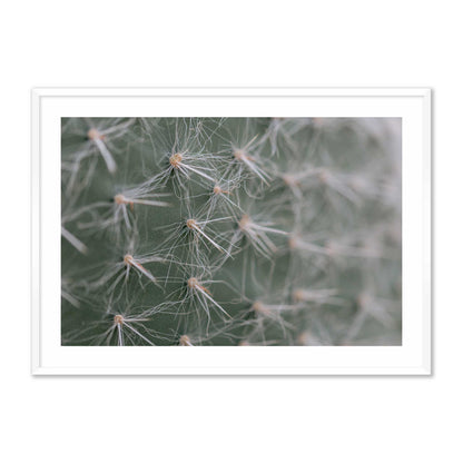 Cactus Close-Up