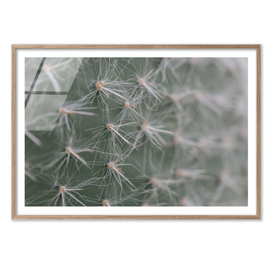 Cactus Close-Up