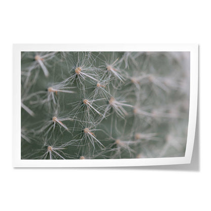 Cactus Close-Up