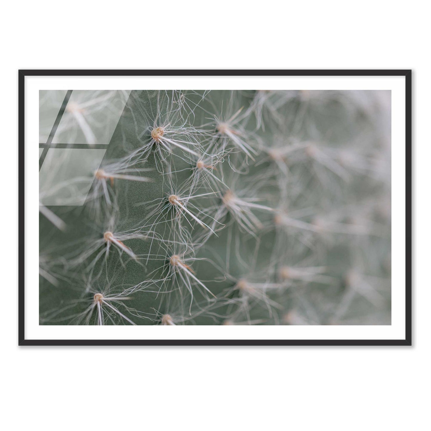 Cactus Close-Up