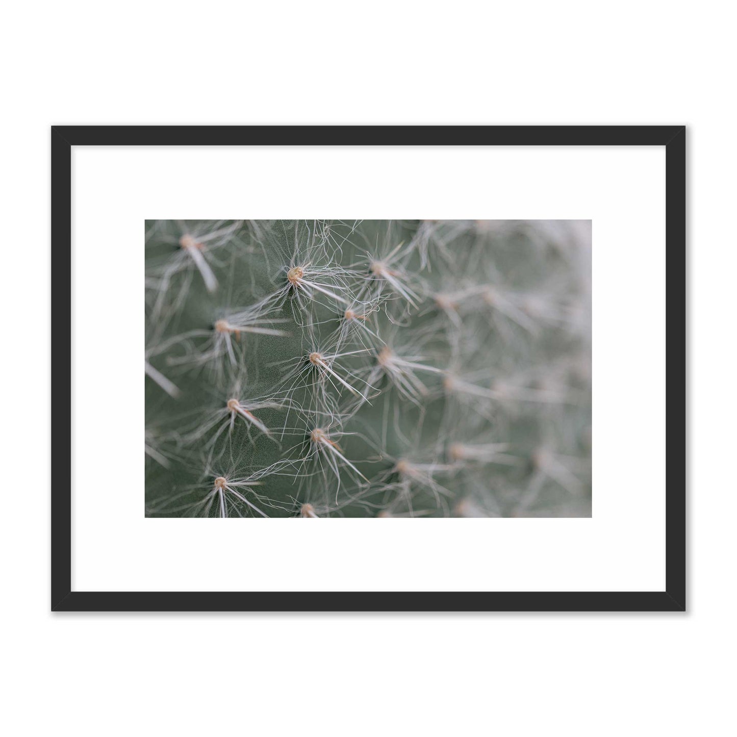 Cactus Close-Up