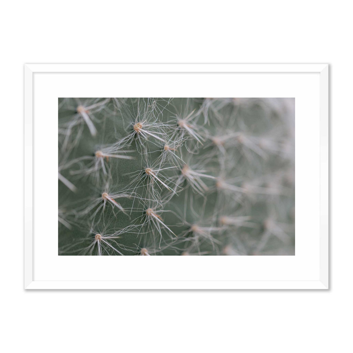 Cactus Close-Up