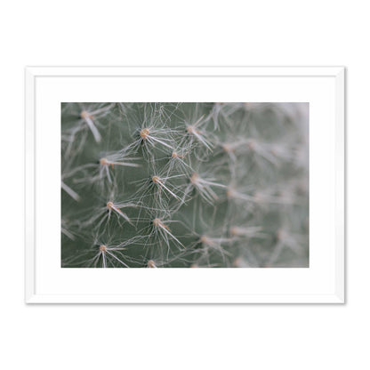 Cactus Close-Up